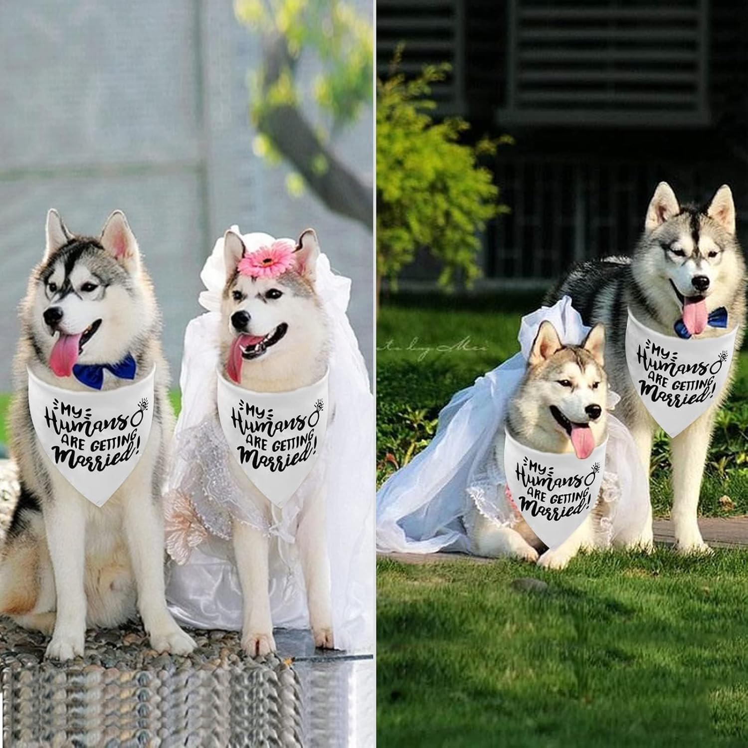 White My Humans are Getting Married Dog Wedding Engagement Bandana,Wedding Photo Photos, LMSHOWOWO Dog Bandana Wedding Engagement Announcement Gifts Pet Scarf Accessories for Dog Lovers, Bridal Shower - Image 4
