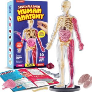 Dan&Darci Human Anatomy Squish...