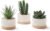 Artificial Succulent Plants in Ceramic Pots, Faux Assorted Succulents Fake Cactus Plants for Home Decor, Bedroom, Office, Desk, Living Room, Set of 3…