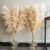 Tall Natural Pampas Grass, 40″ 10 Stems (Boho Decor)